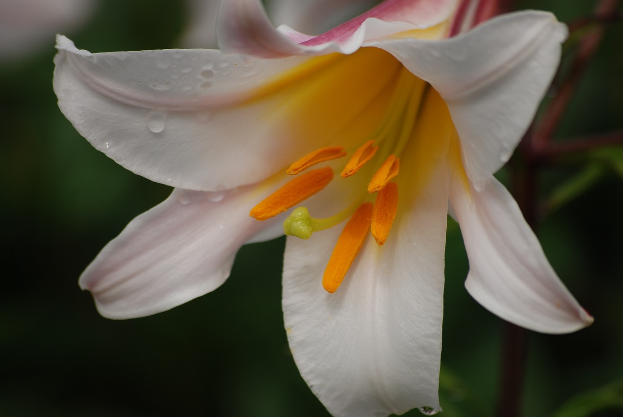 Image - new flower white garden nature