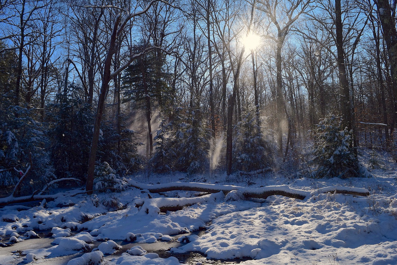 Image - snow trees sun forest sunrise