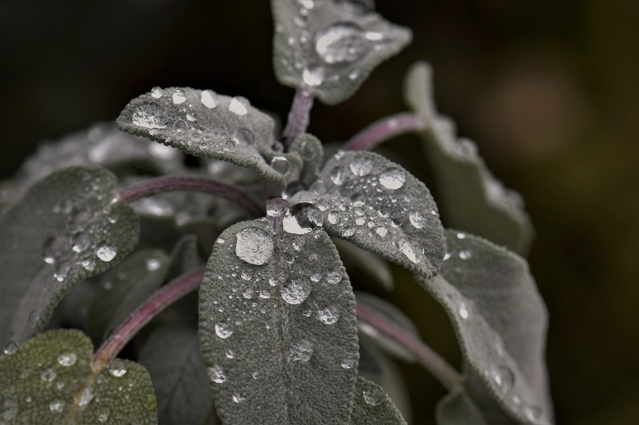 Image - sage plant raindrop dewdrop green