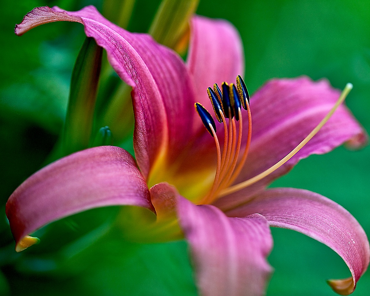 Image - flower lily large flower petals