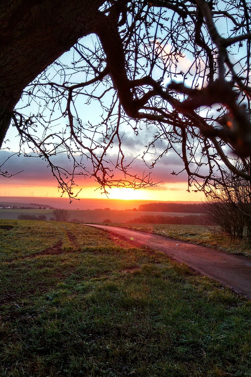 Image - sunrise palatinate field lane tree
