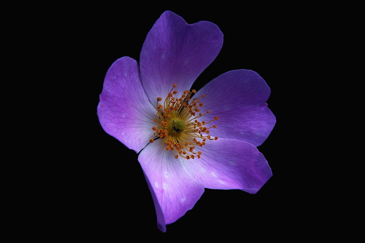 Image - flowers nature macro petals stamen