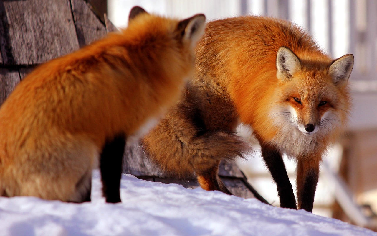 Image - fox red snow