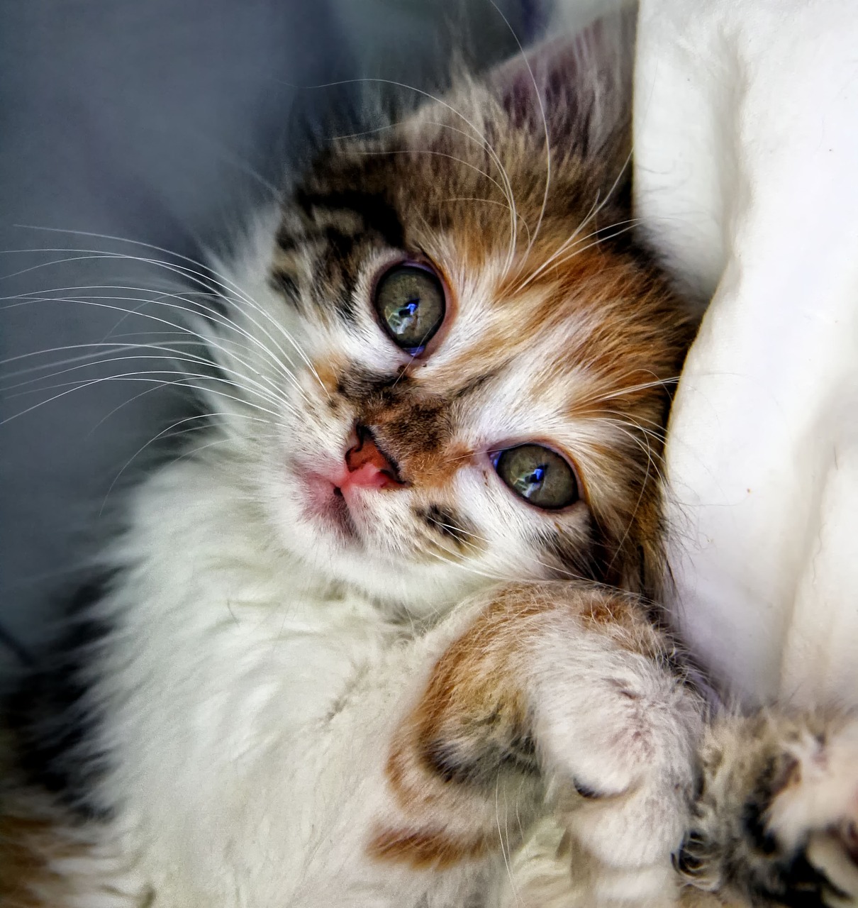 Image - cat kitten animals animal