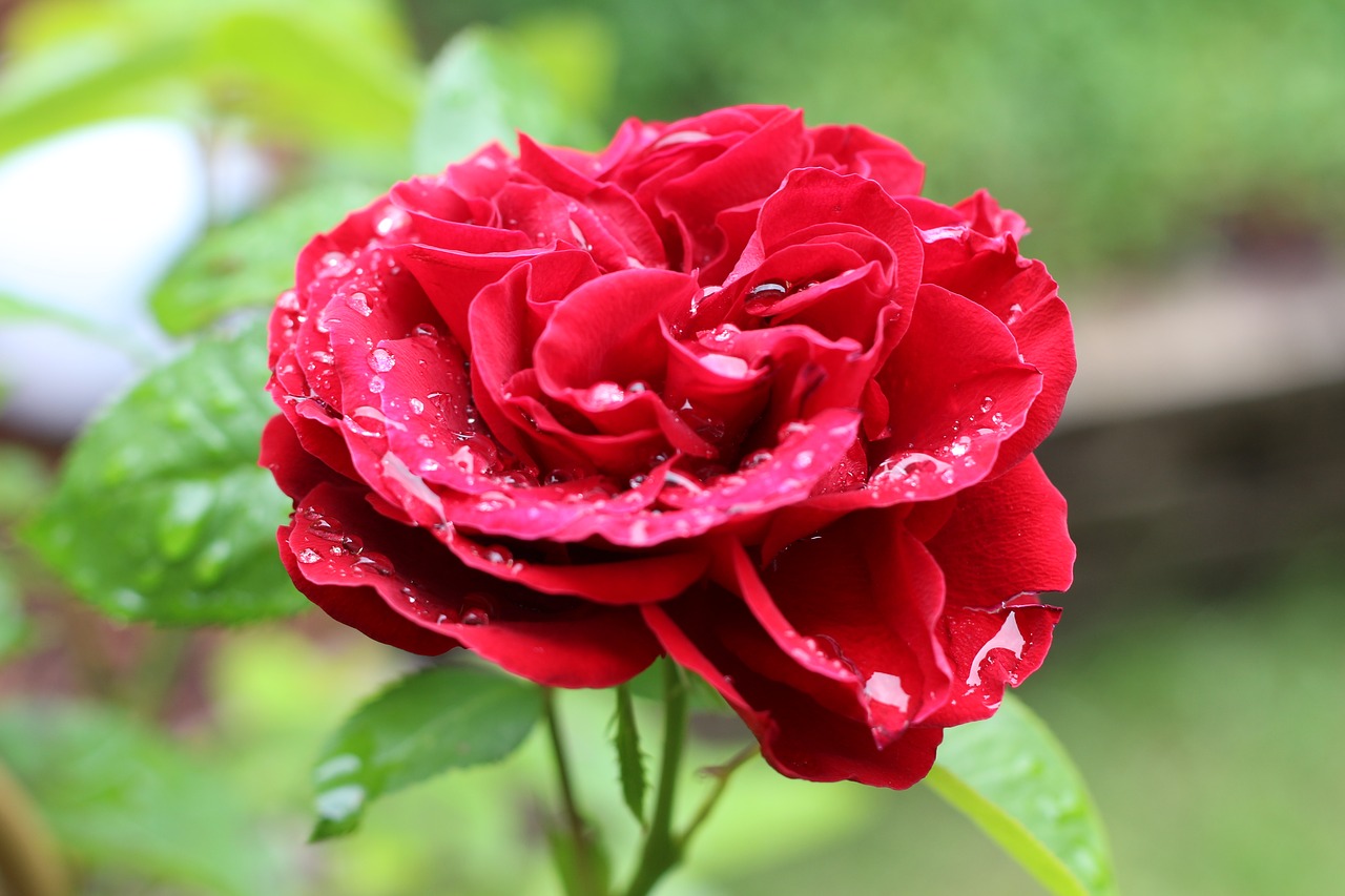 Image - rose flower plant garden dew