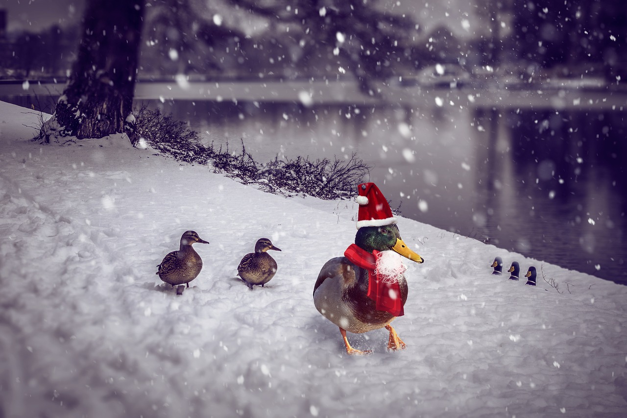 Image - christmas christmas duck