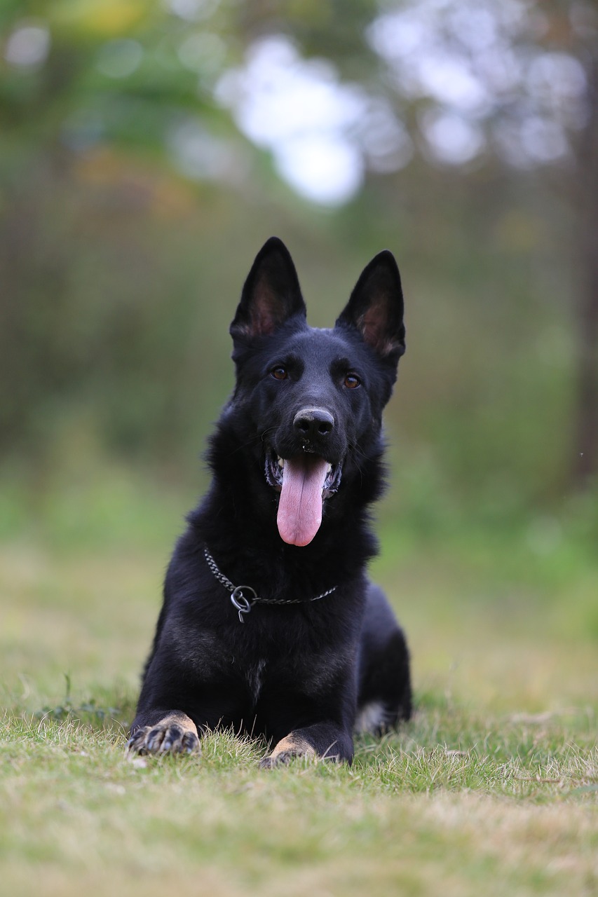 Image - german shepherd black ddr loyalty