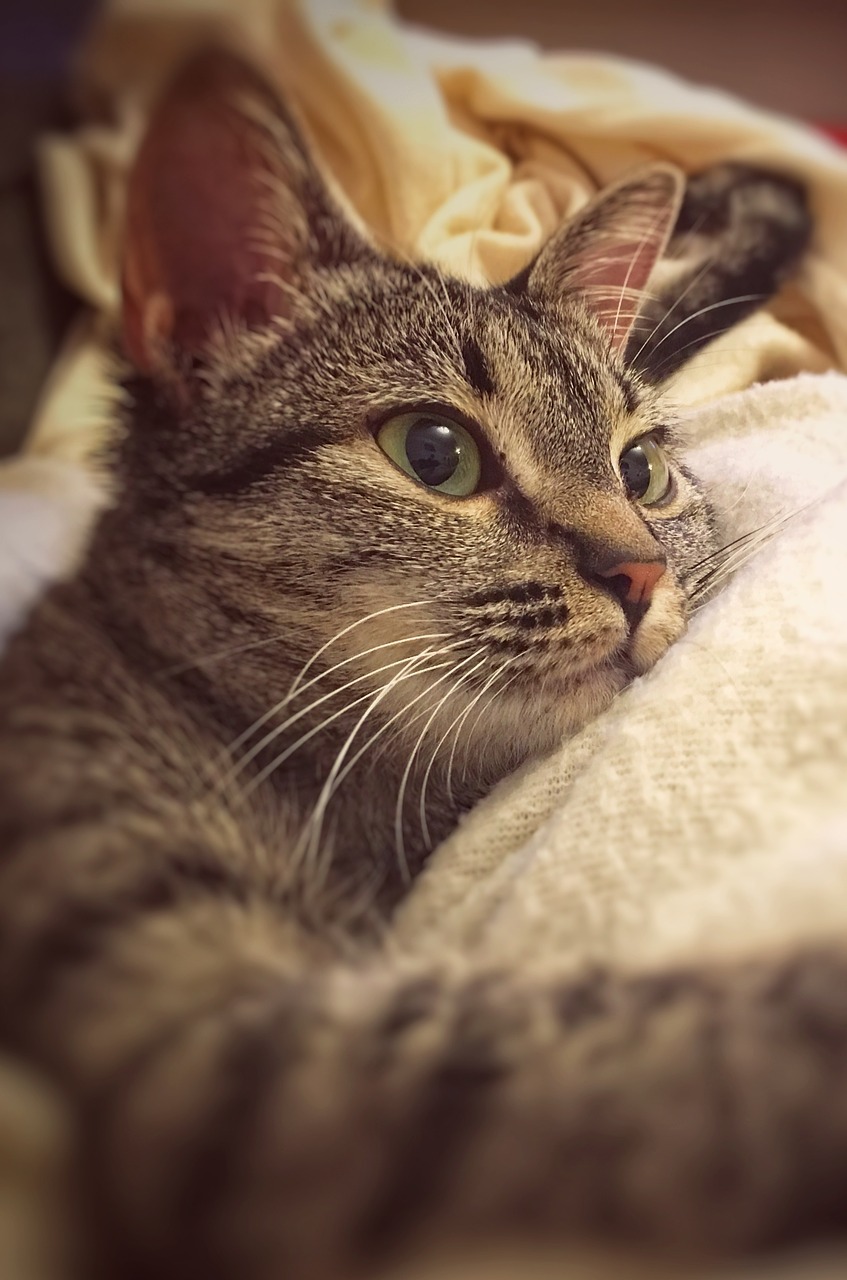 Image - relaxation cat lying tranquility