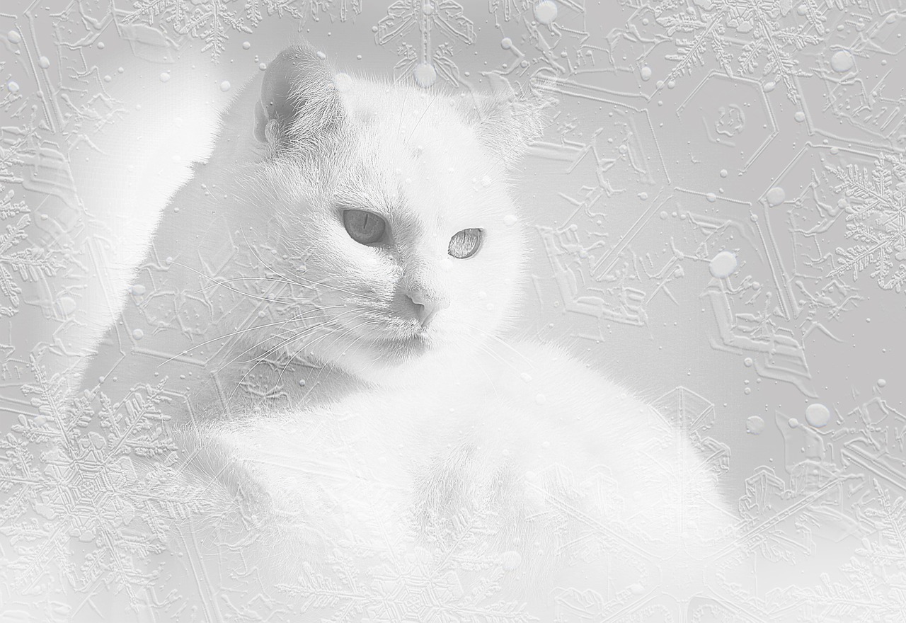 Image - cat white cat snow eiskristalle