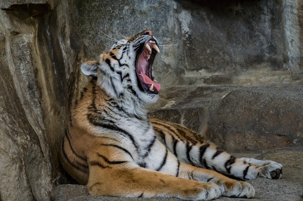 Image - tiger predator cat big cat zoo