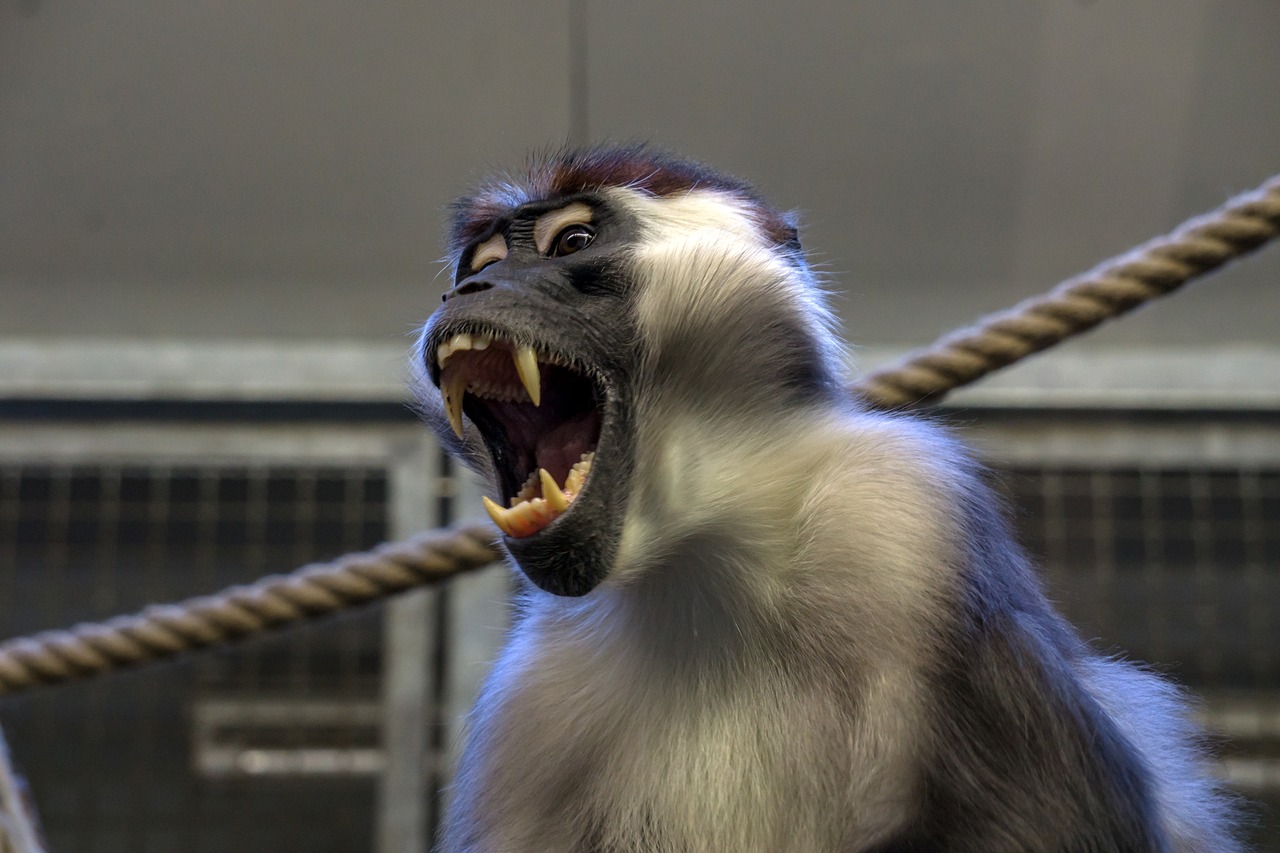 Image - monkey zoo äffchen animal ape