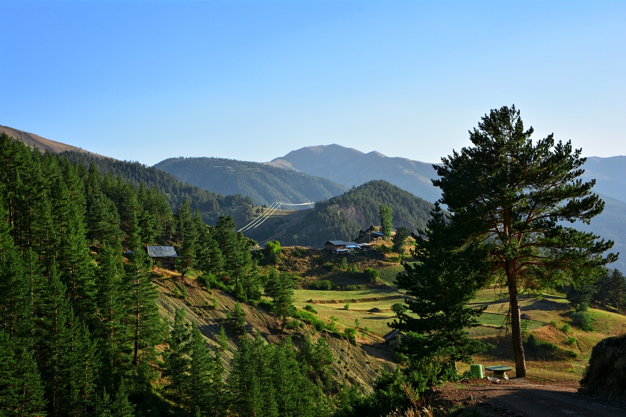 Image - forest highland nature landscape