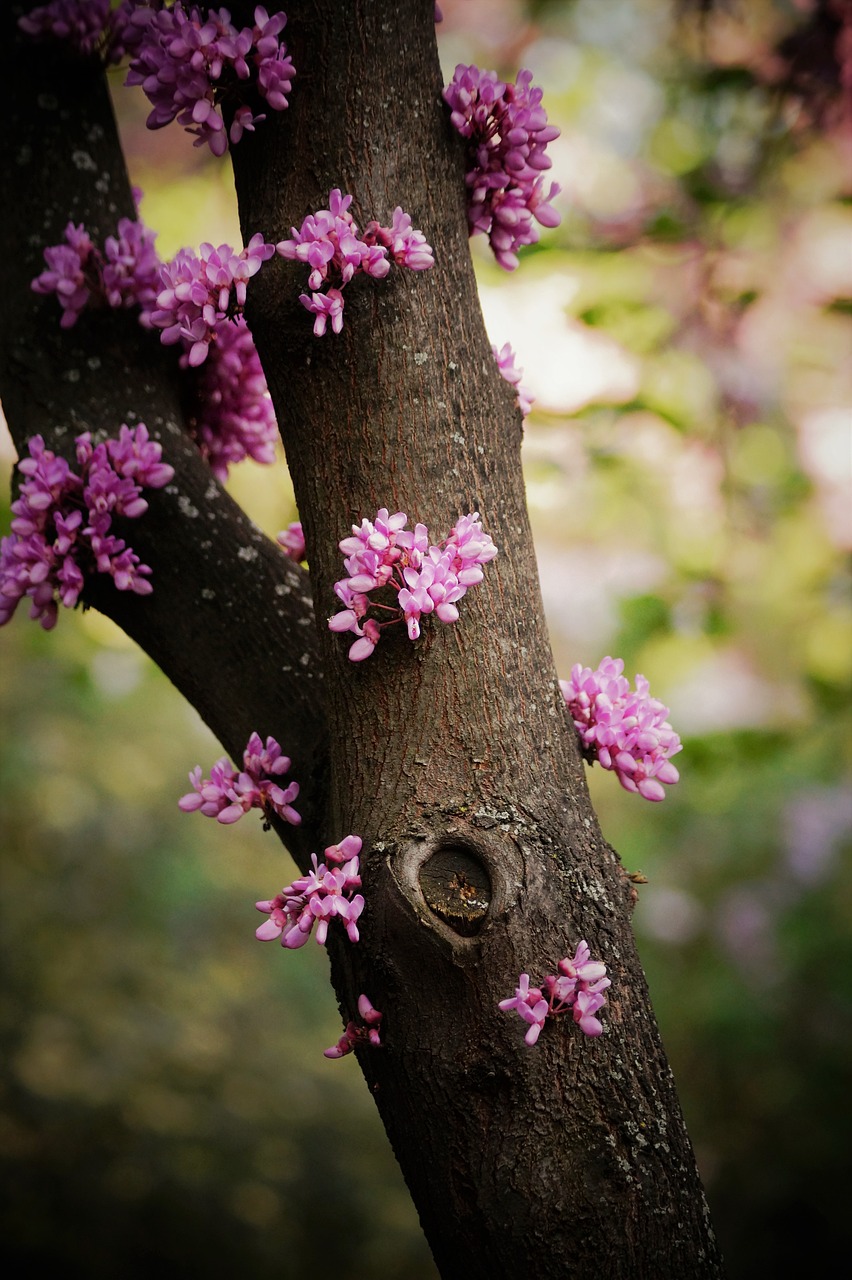 Image - tree flowers retiro madrid park