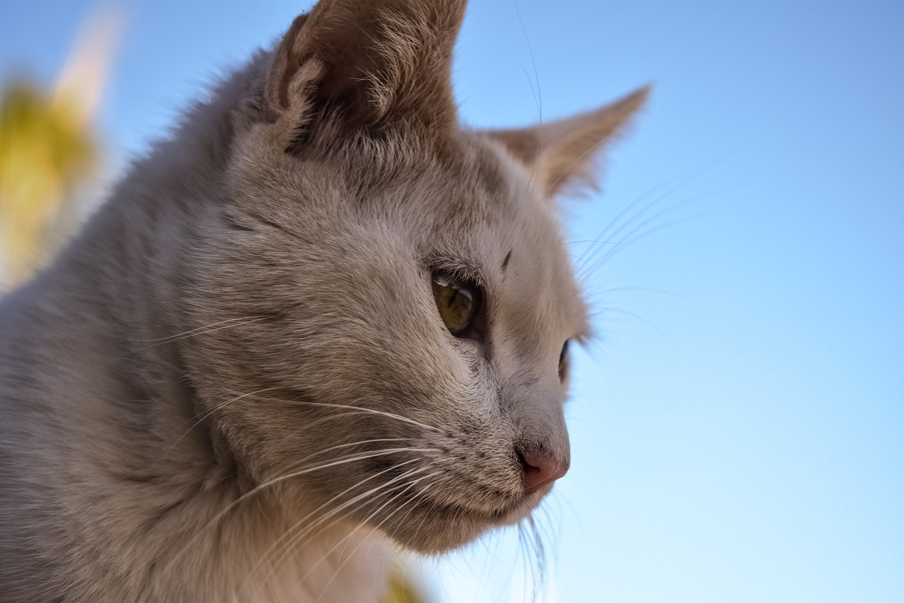 Image - cat stray animal cute face eyes