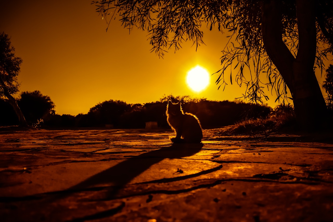 Image - sunset cat shadows silhouettes