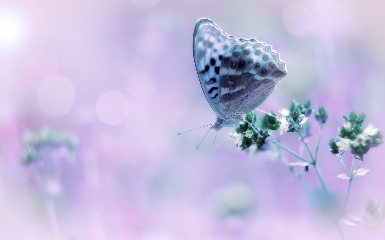 Image - butterfly bokeh pink purple nature