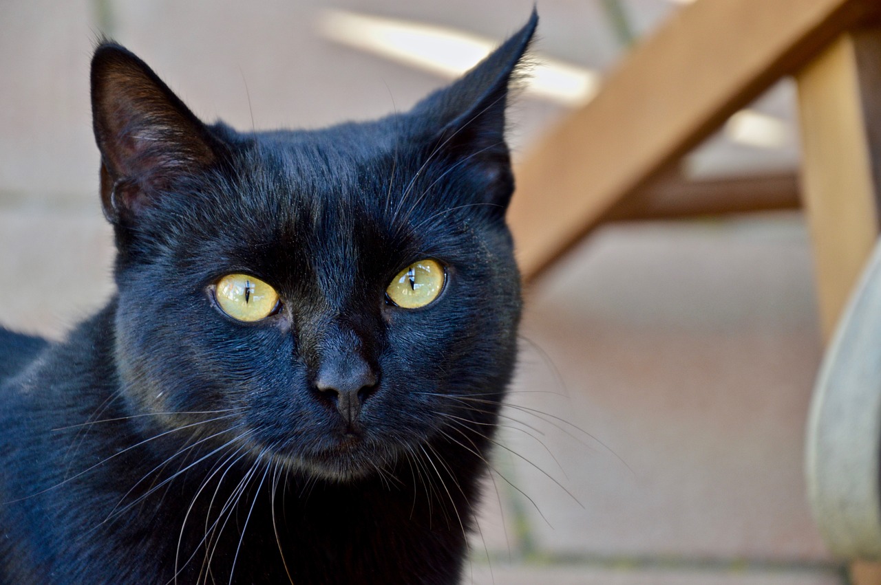 Image - animalia portrait nice cat black