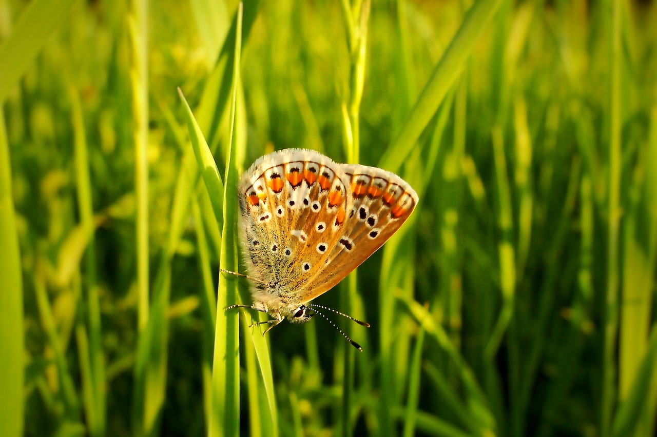 Image - nature lawn summer at the court of