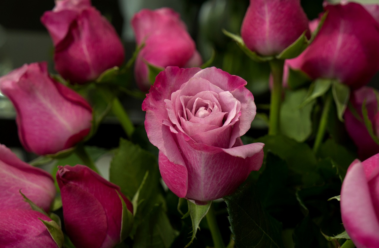 Image - natural emotion roses beauty love