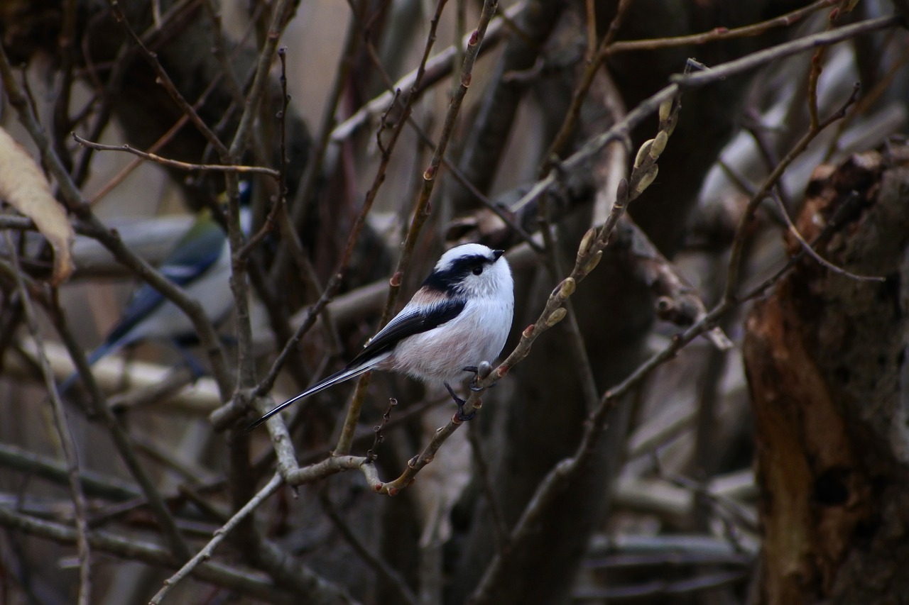 Image - animal forest wood twigs bird