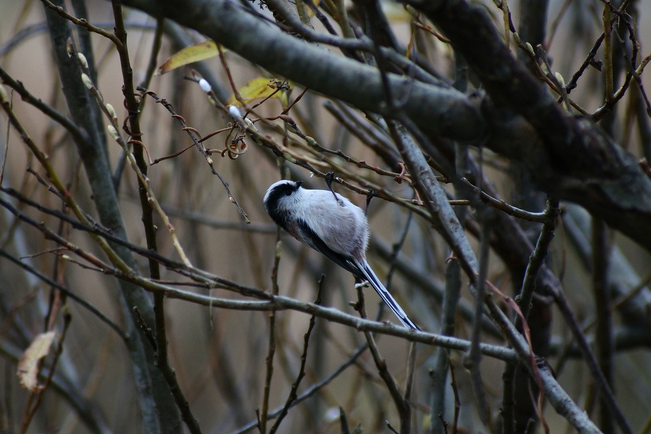 Image - animal forest wood twigs dangling