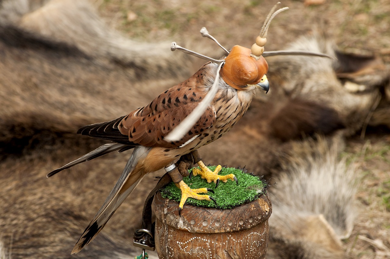 Image - nature animals birds manual falcon