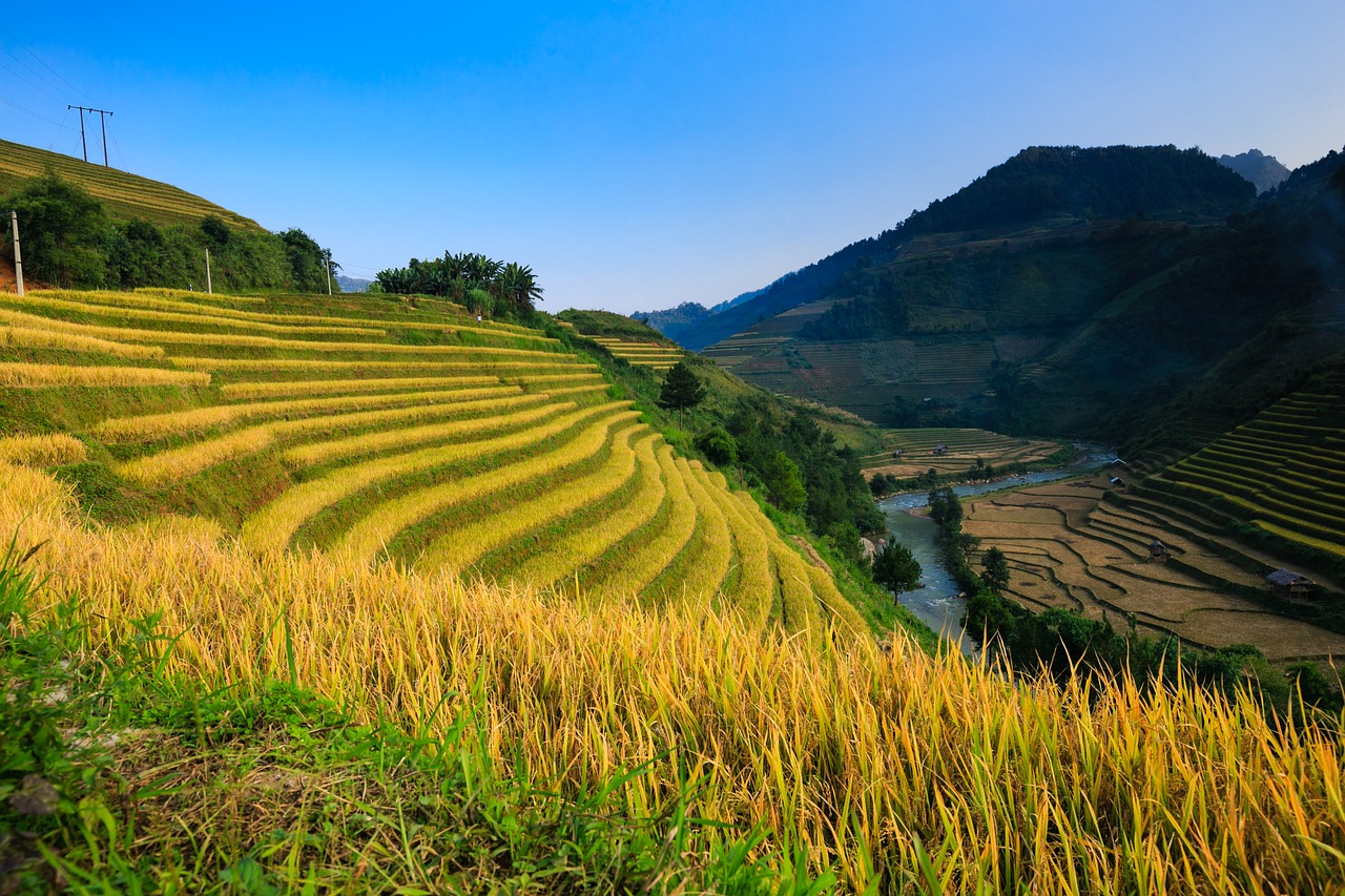 Image - vietnam rice rice field ha giang