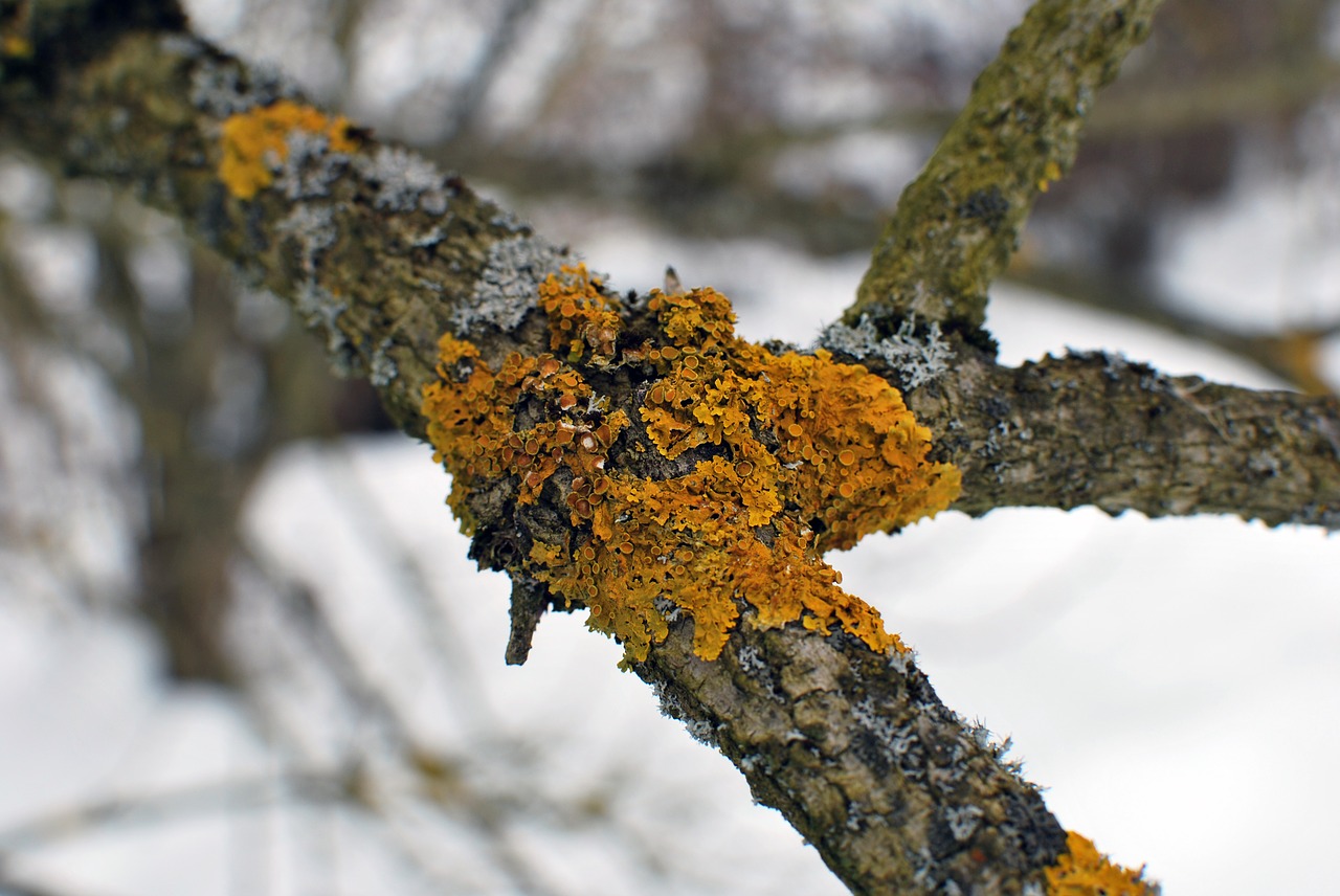 Image - branch lichen nature tree wood