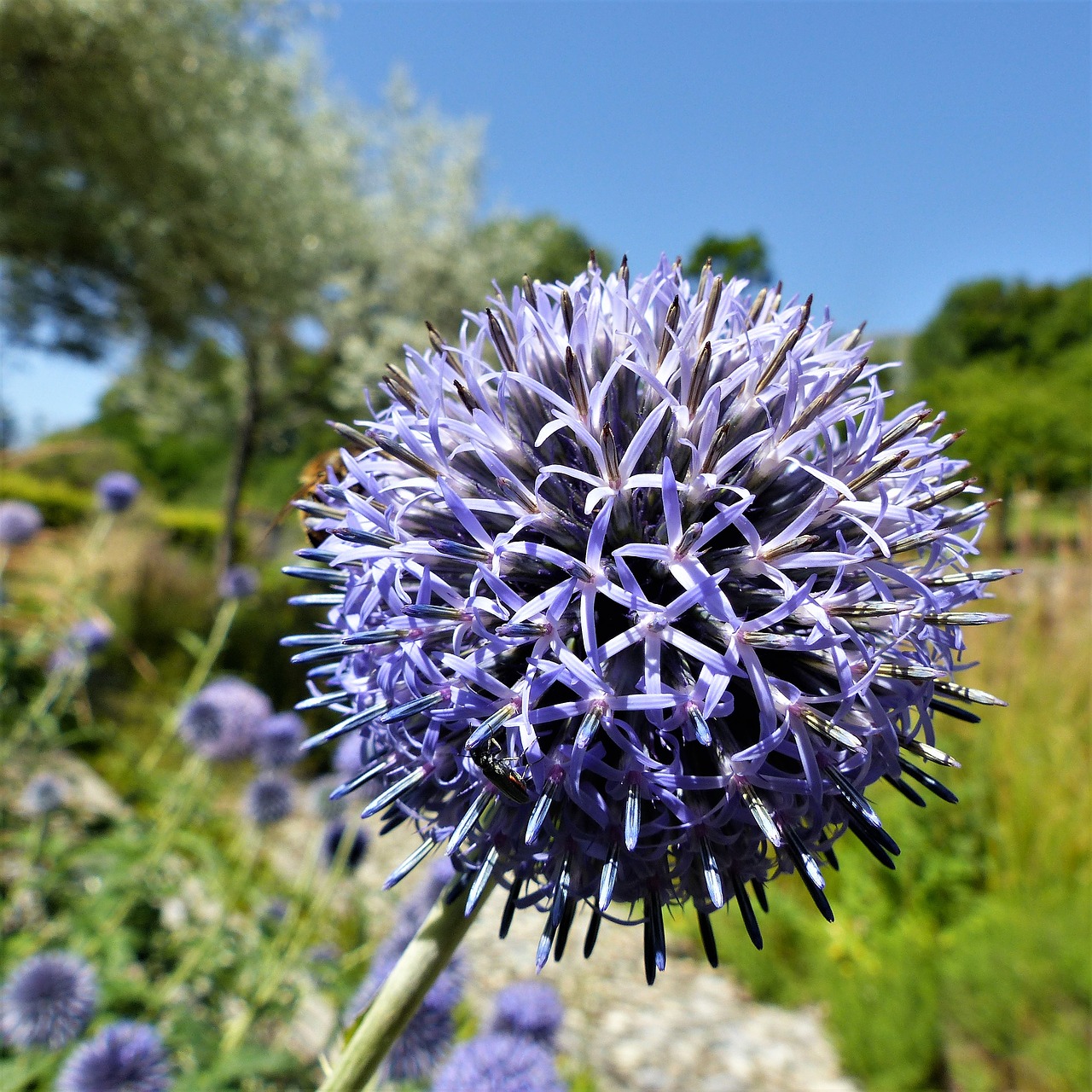 Image - plant nature flower summer thistle