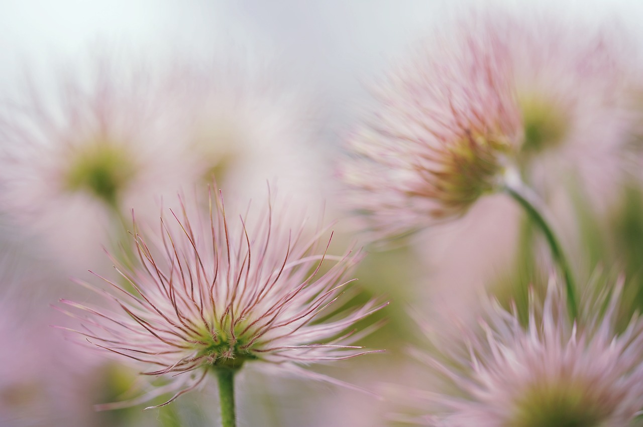 Image - pasqueflower blossom bloom faded