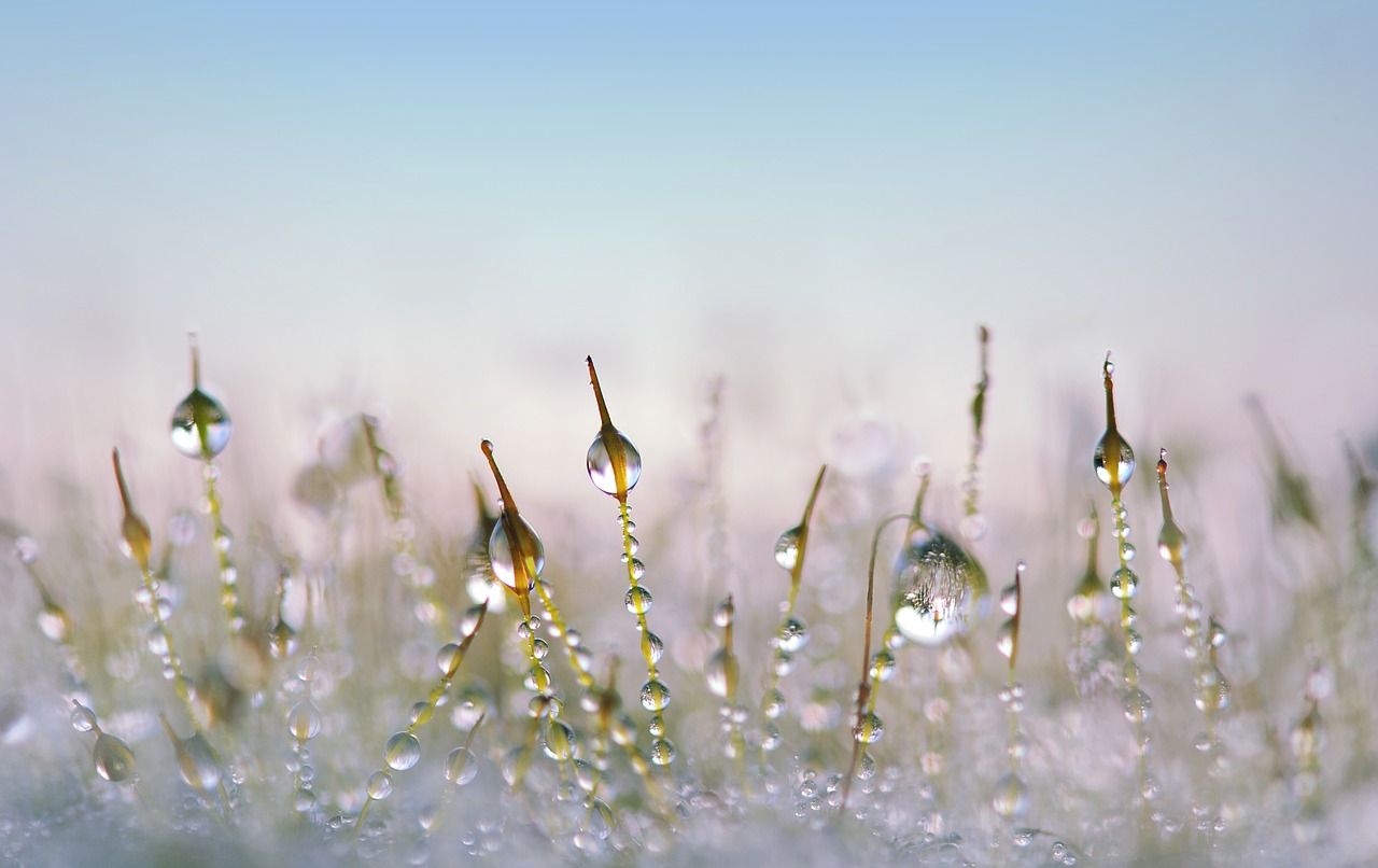 Image - moss drip close tender garden