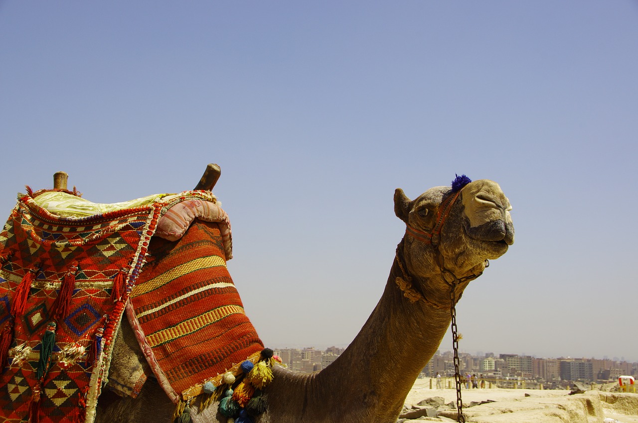 Image - camel mammal travel dromedary