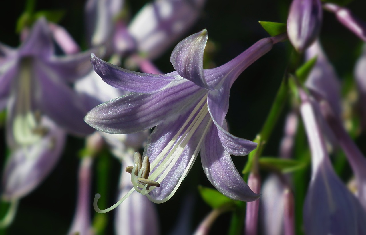 Image - flower nature plant hosta leaf