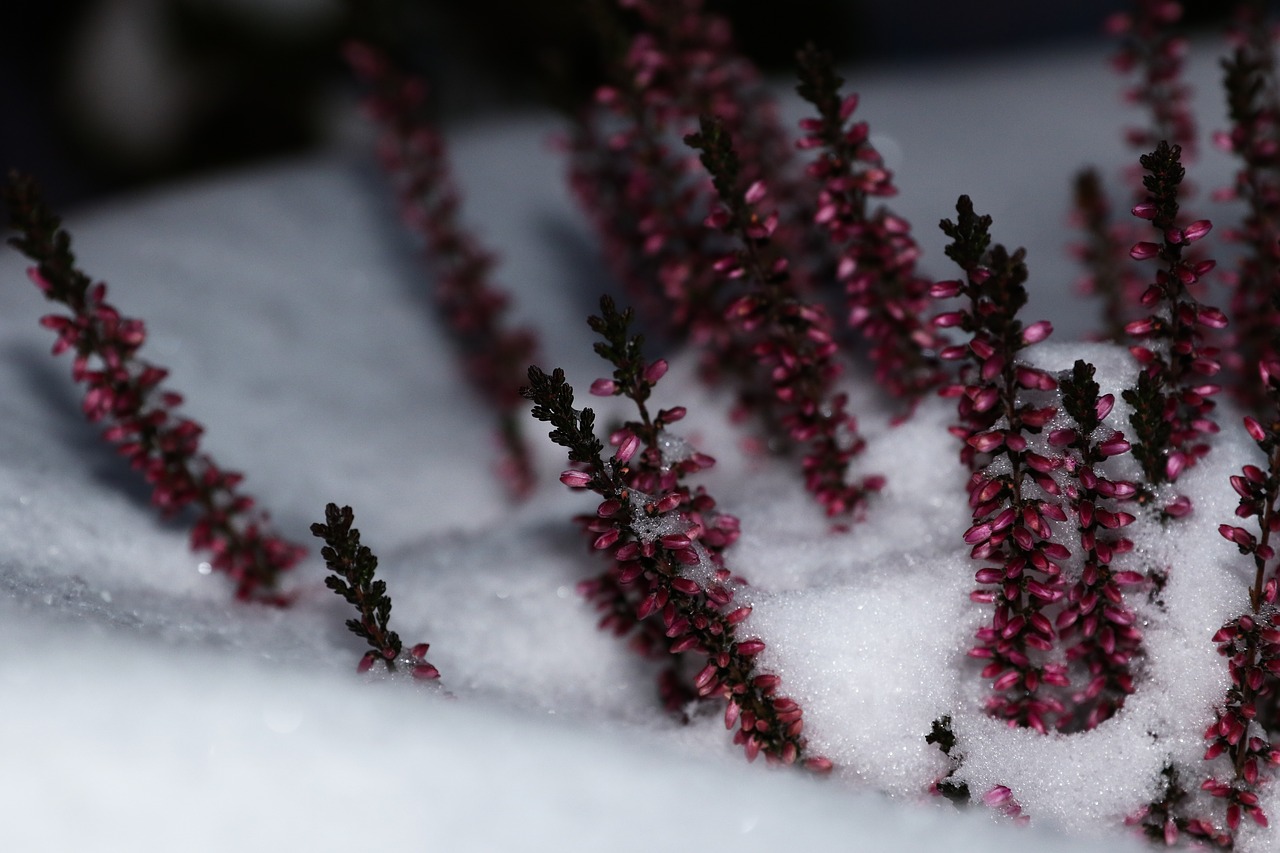 Image - winter flower nature aromatic