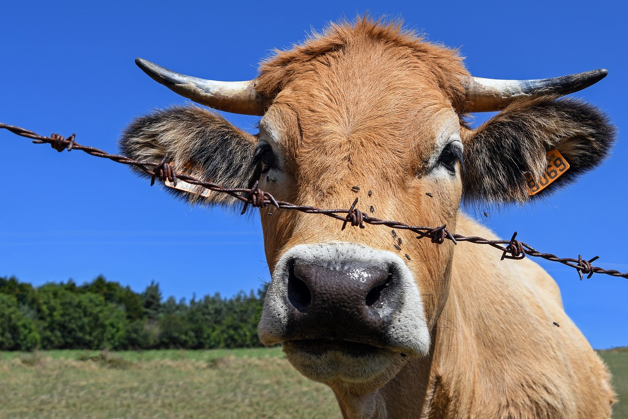 Image - cow barbed head rousse livestock