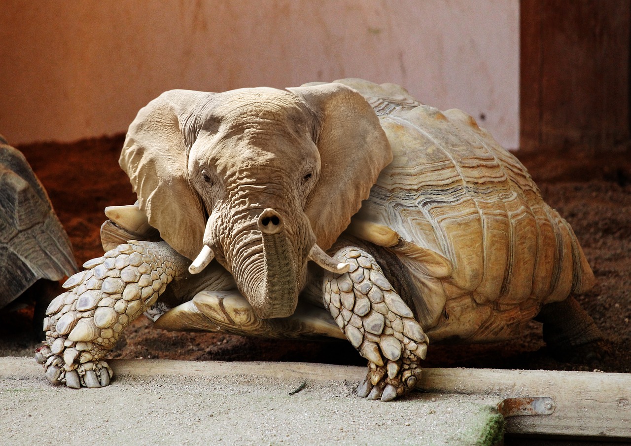 Image - animal turtle zoo nature panzer
