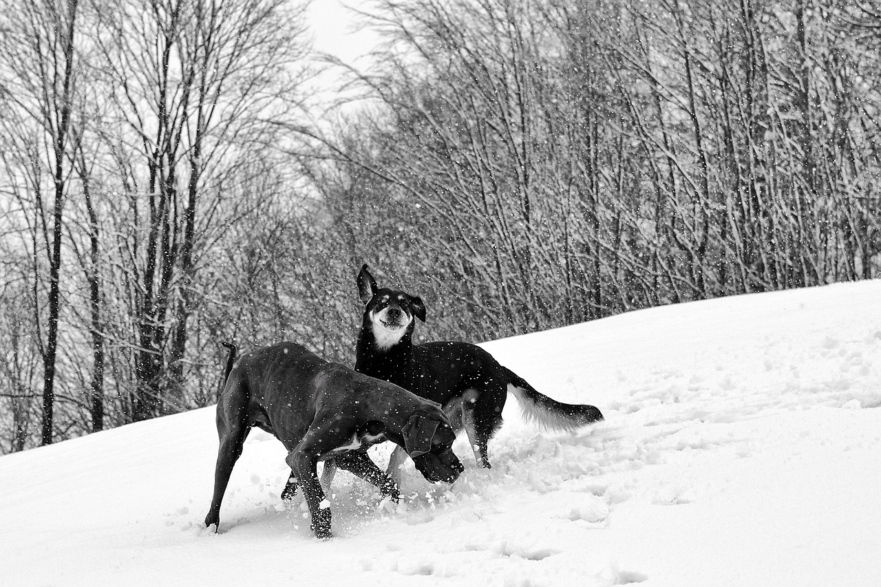 Image - snow two dogs great dane