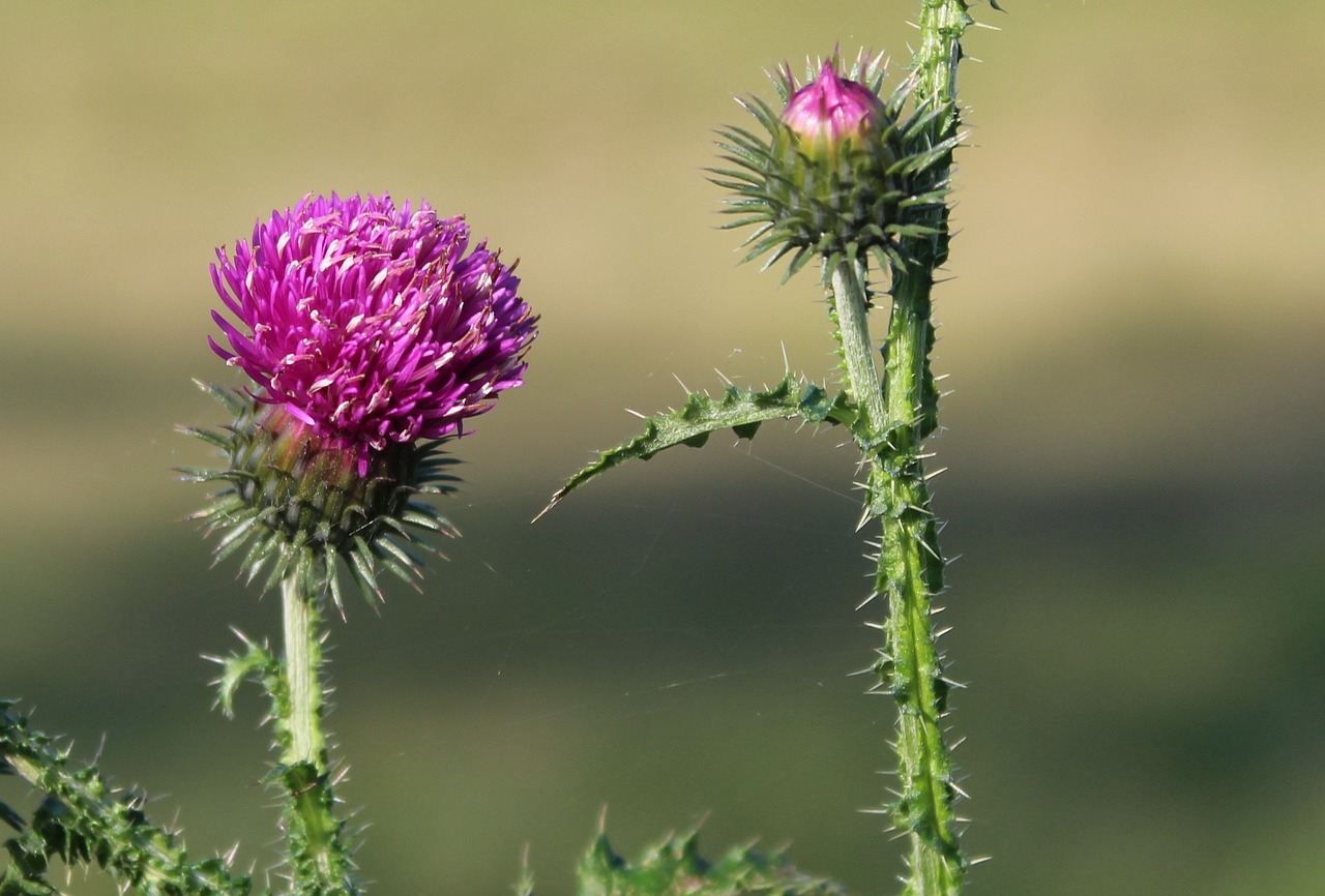 Image - thistle plant spikes flower nature