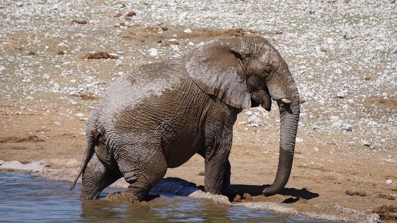 Image - animal world mammal nature animal