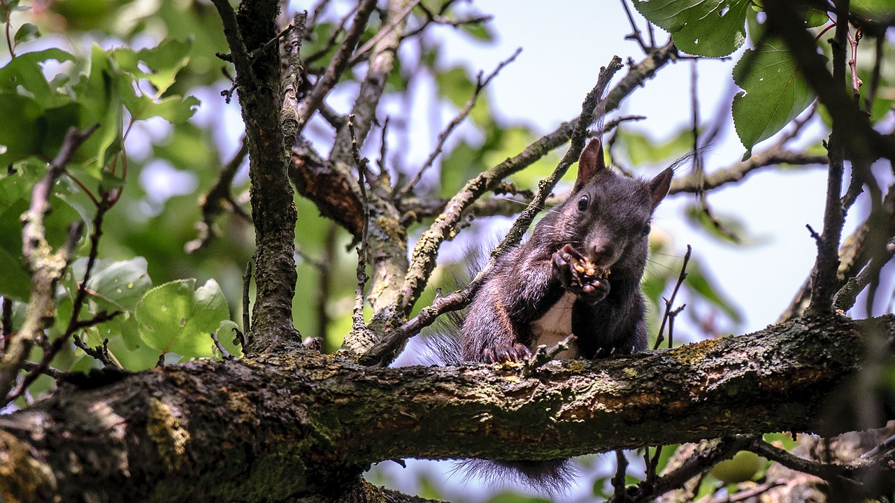 Image - squirrel animal eat tree nature