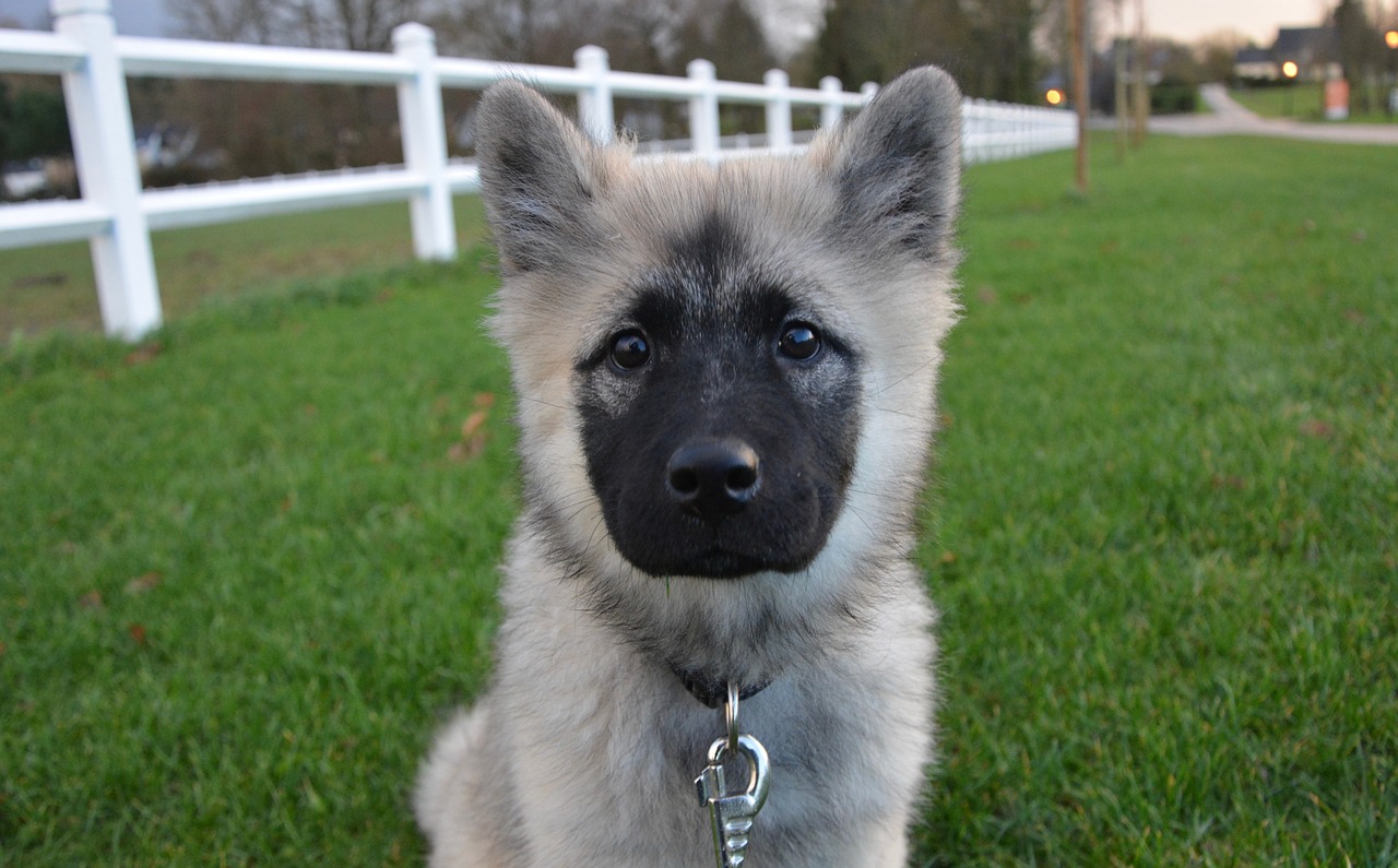 Image - dog pup eurasier canine animal