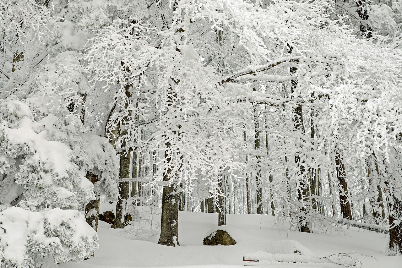 Image - forest winter forest winter snow