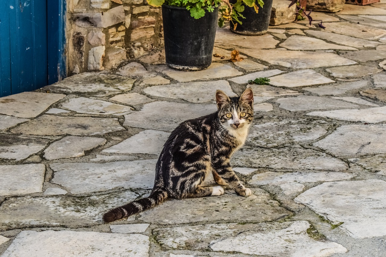 Image - cat animal outdoors street cute