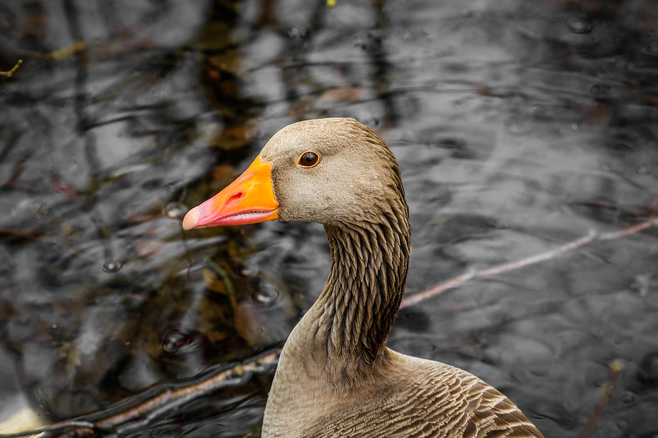 Image - nature bird animal world duck