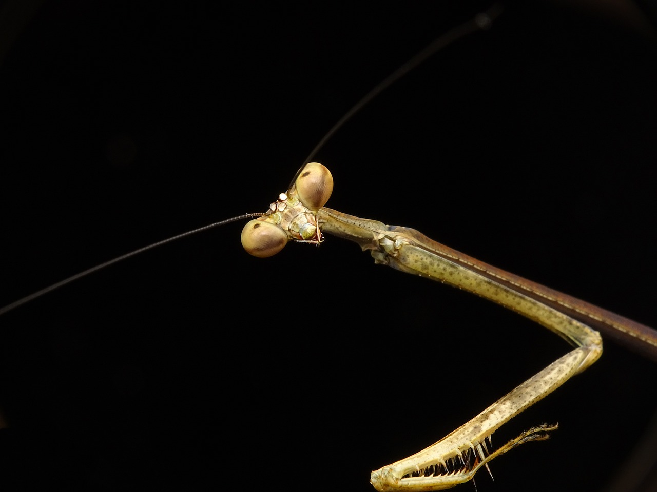 Image - praying mantis stick insect