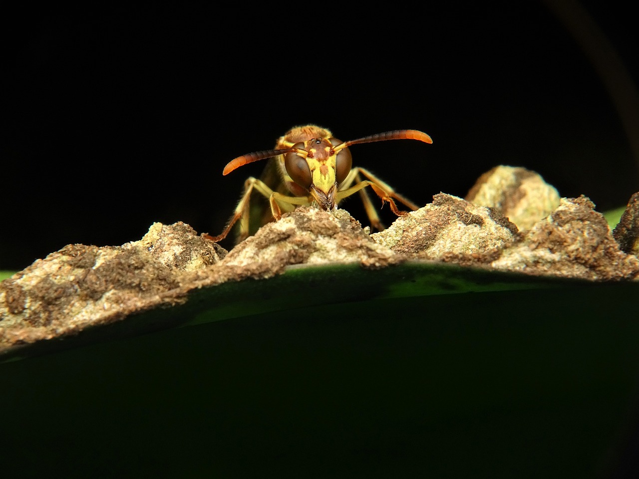 Image - wasp paper hornet bee insect fly