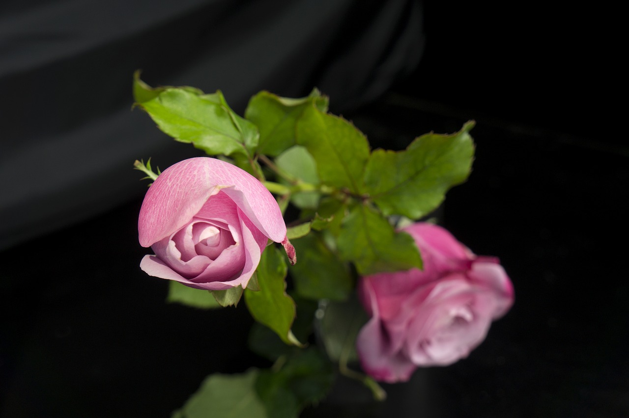 Image - emotion natural roses rose buds