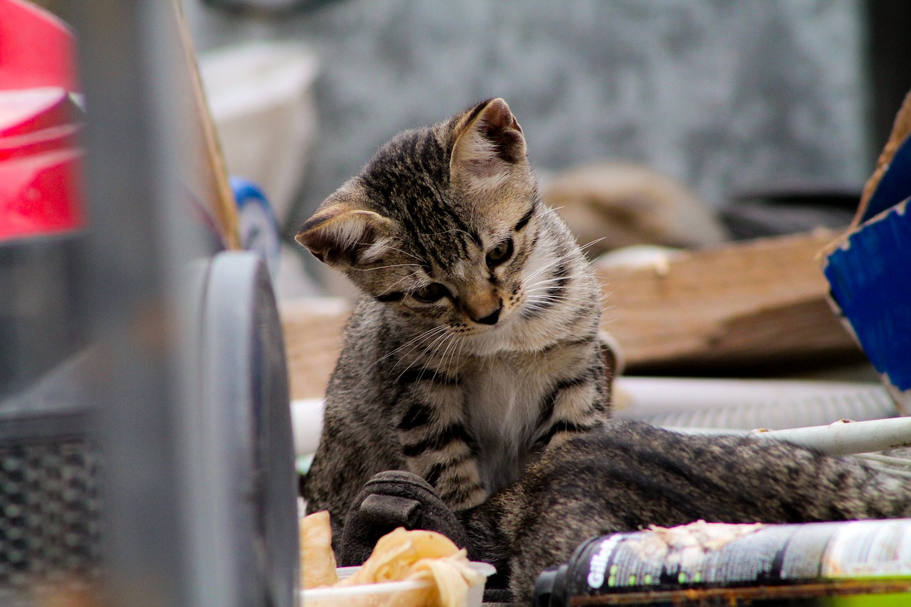 Image - nature wood outdoors street animal