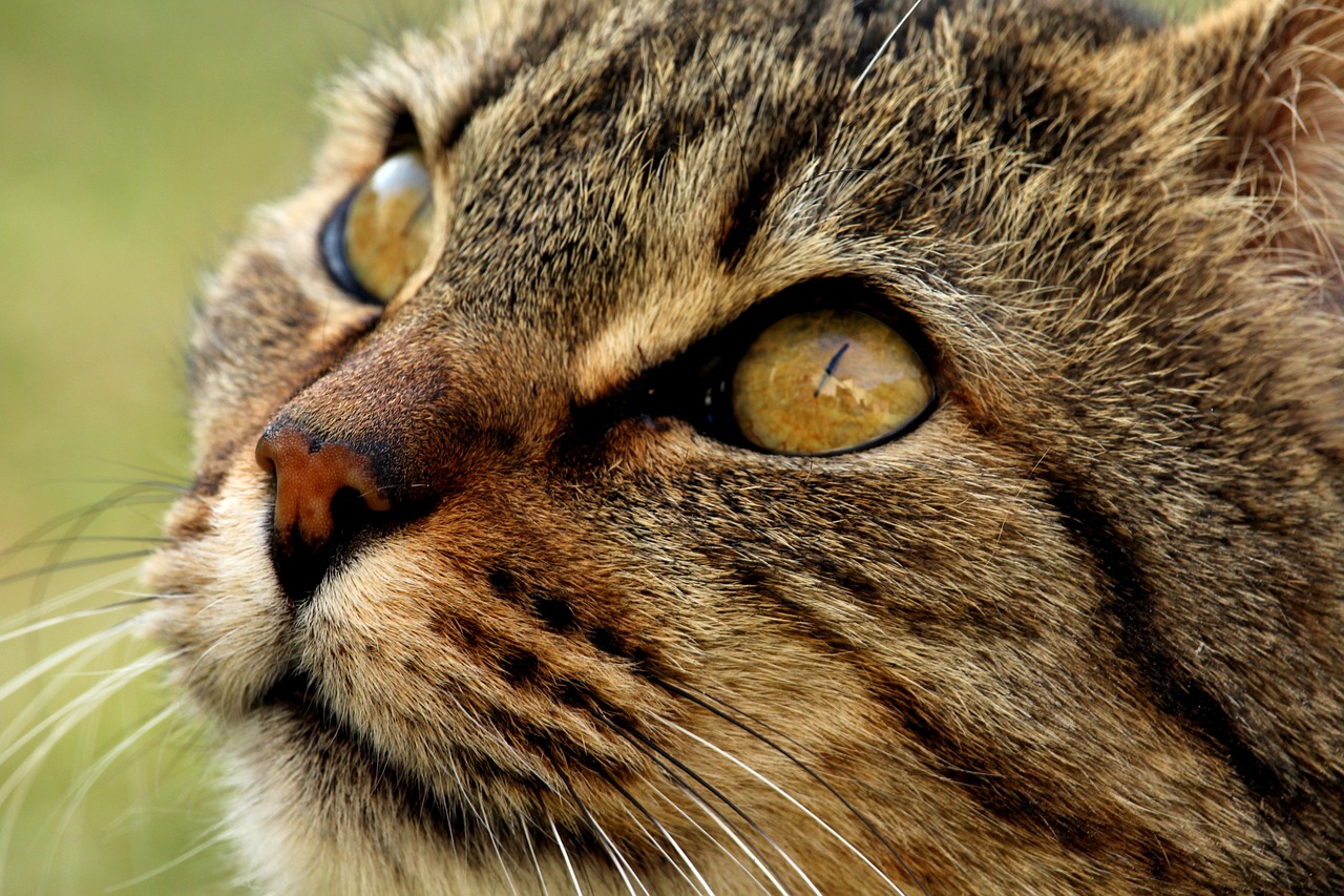 Image - cat animalia mammalia fur portrait