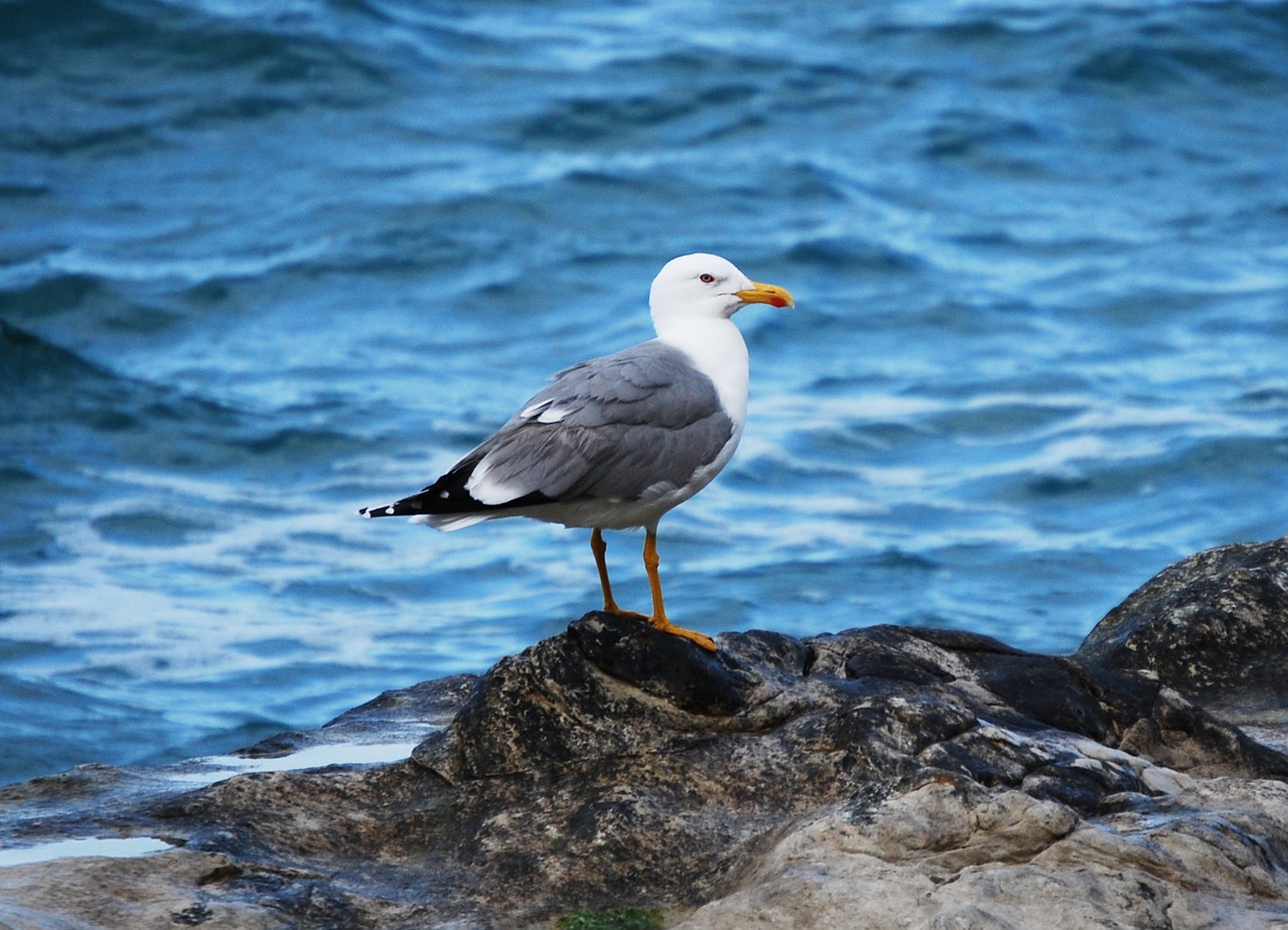 Image - seagull volatile sea nature animal